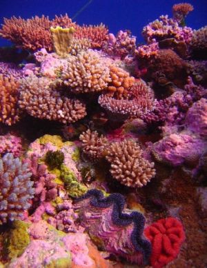 Чудеса природы - коралловые рифы! Часть 1.