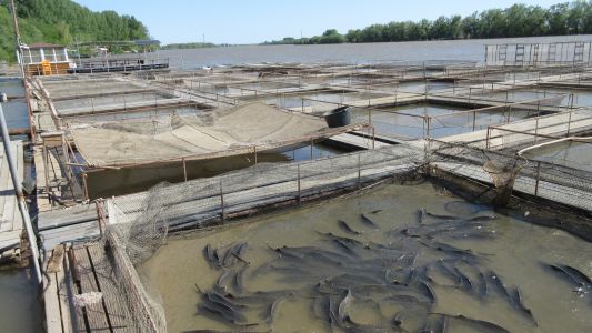 Поездка на осетровую ферму «Астраханская фишка» дает возможность все узнать о черной икре и разведении осетровых рыб
