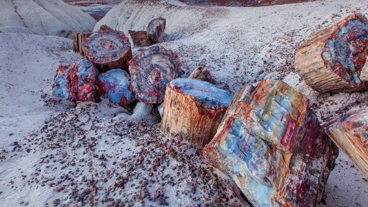 Petrified Forest: лес кристаллов и разноцветная пустыня в сердце цивилизации