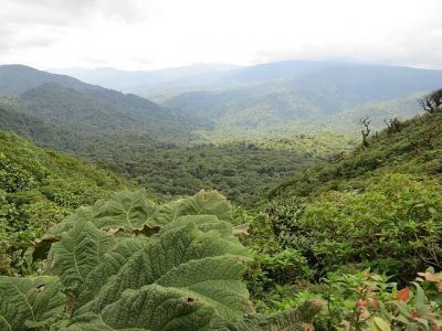 Коста-Рика: едем в Ла-Фортуну и Монтеверде 